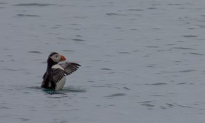 Papageitaucher_(Island)
