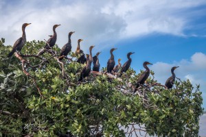 Belize, Caye Caulker, Kormoran