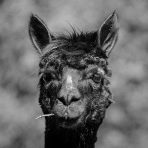 alpaca