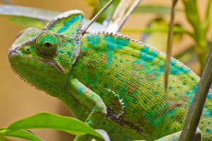 chameleon
