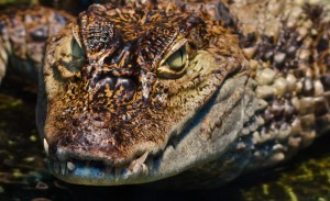 crocodile