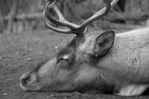 elk
