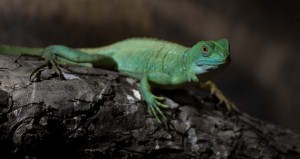 lizard