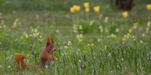 squirrel
