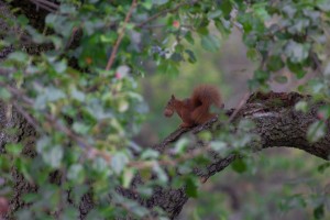 squirrel_