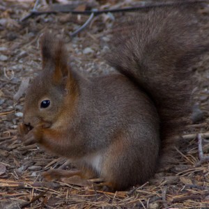 squirrel__