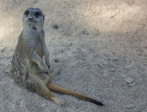 Erdmännchen